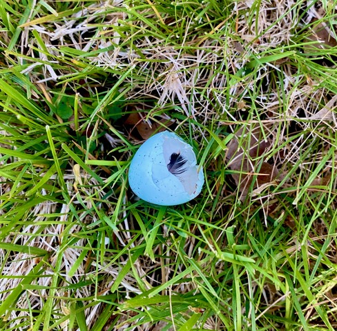 The cracked shell of a robin's egg laying in the center of green grass. Only half of the light blue shell is present, with a small, dark feather inside it.